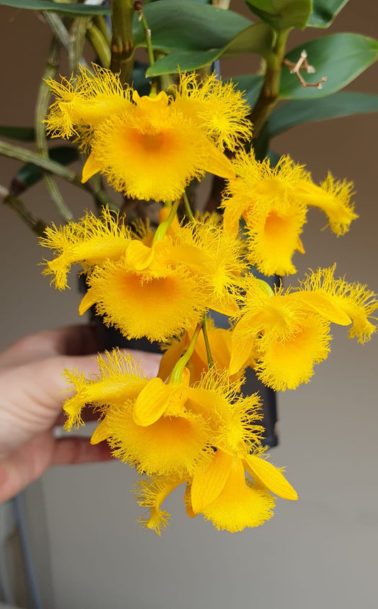 Dendrobium harveyanum