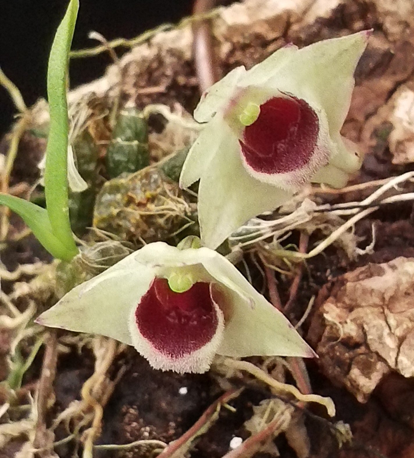 Dendrobium hekouense