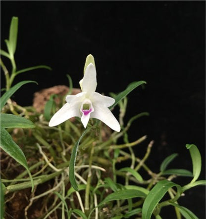 Dendrobium henanense