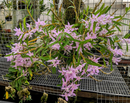 Dendrobium hercoglossum