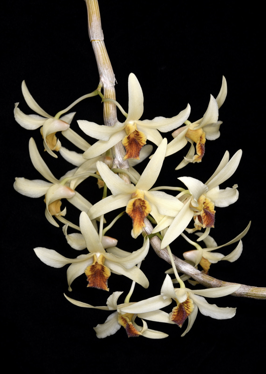 Dendrobium heterocarpum