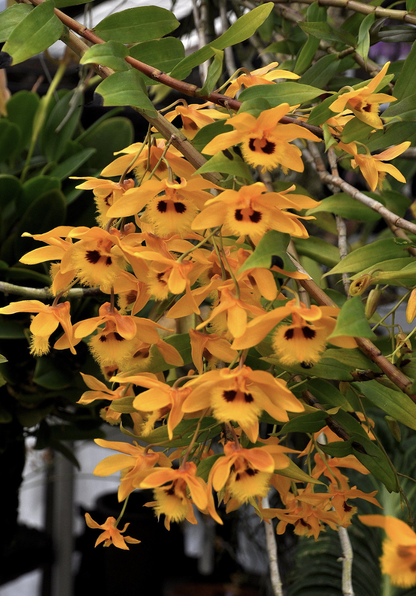 Dendrobium hookerianum