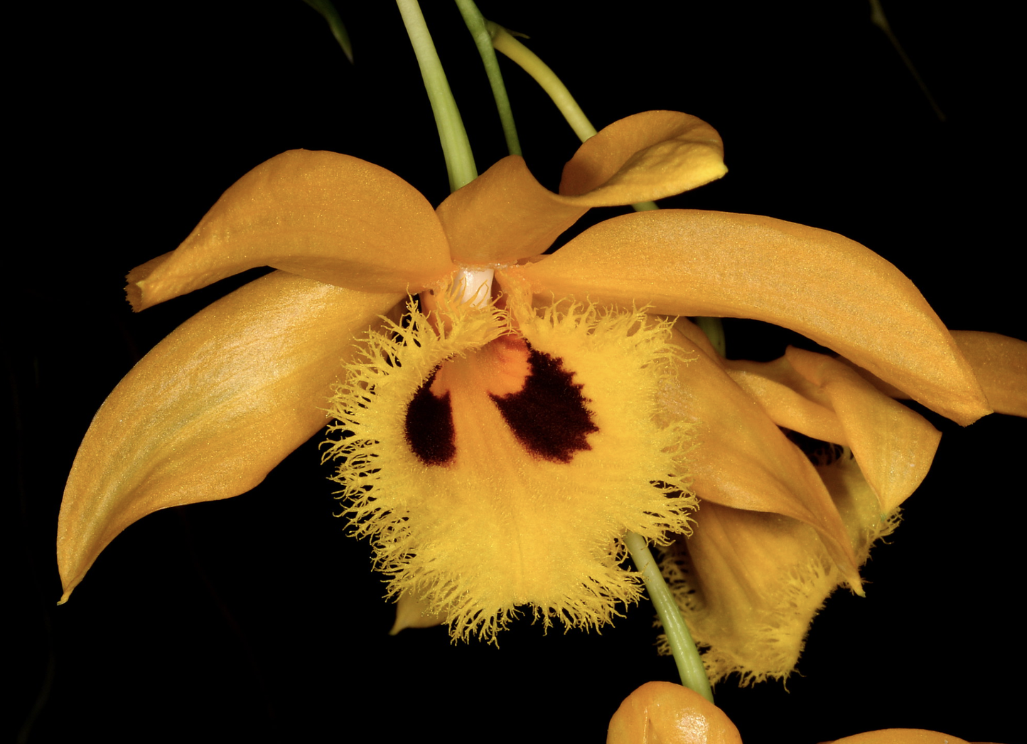 Dendrobium hookerianum