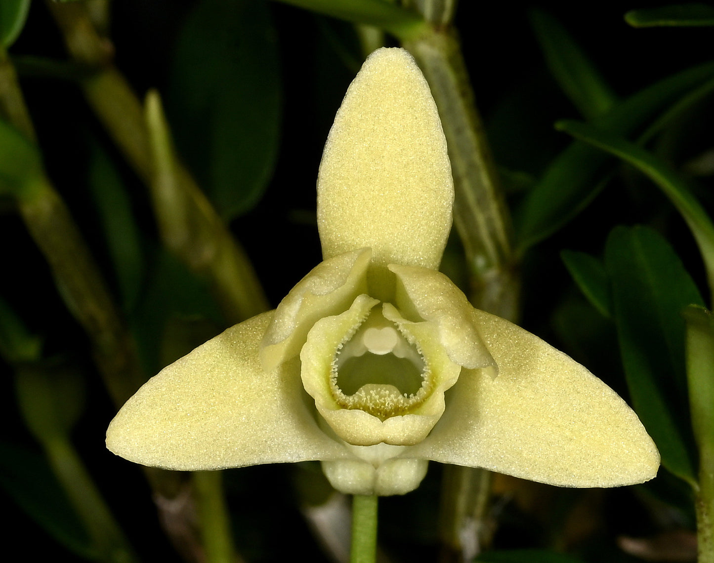 Dendrobium huoshanense