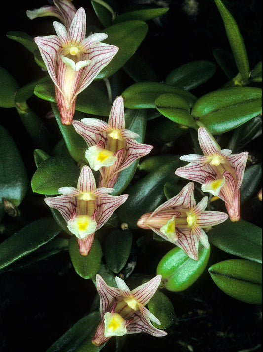 Dendrobium hymenanthum