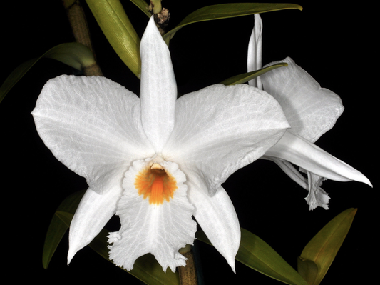 Dendrobium infundibulum