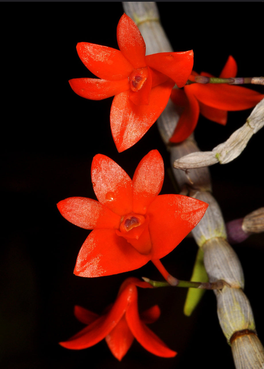 Dendrobium jacobsonii