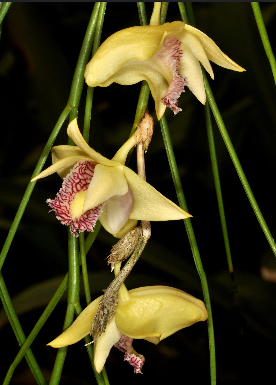 Dendrobium junceum