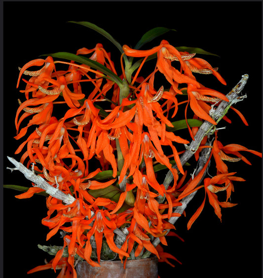 Dendrobium lamyaiae