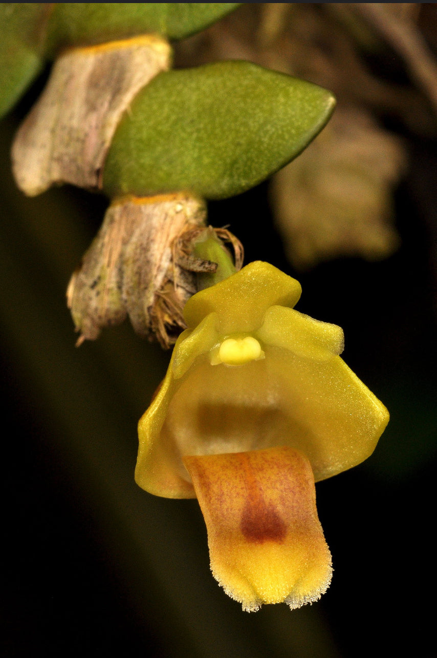 Dendrobium leonis