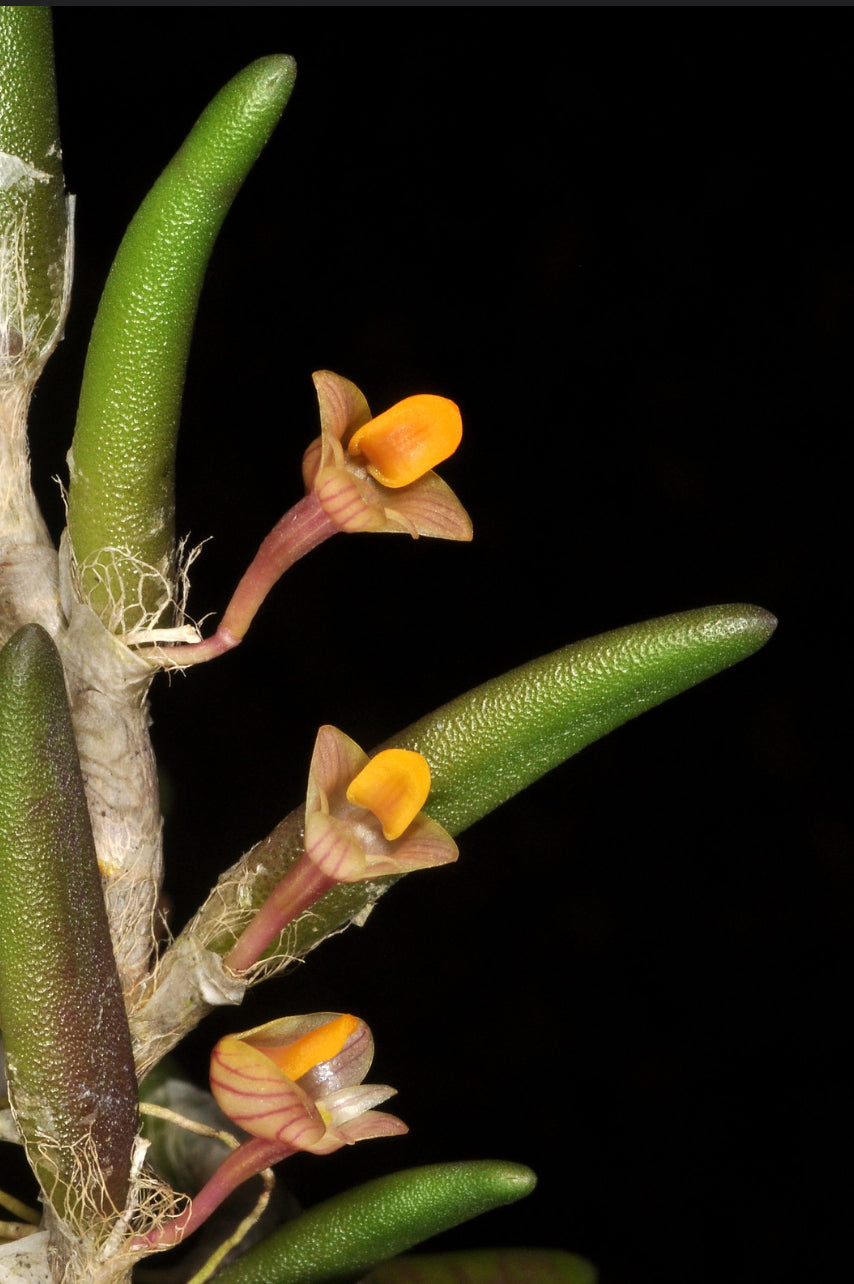 Dendrobium lichenastrum var. prenticei