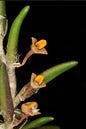 Dendrobium lichenastrum var. prenticei