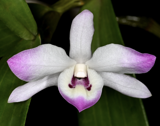 Dendrobium linawianum