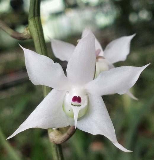 Dendrobium linguella