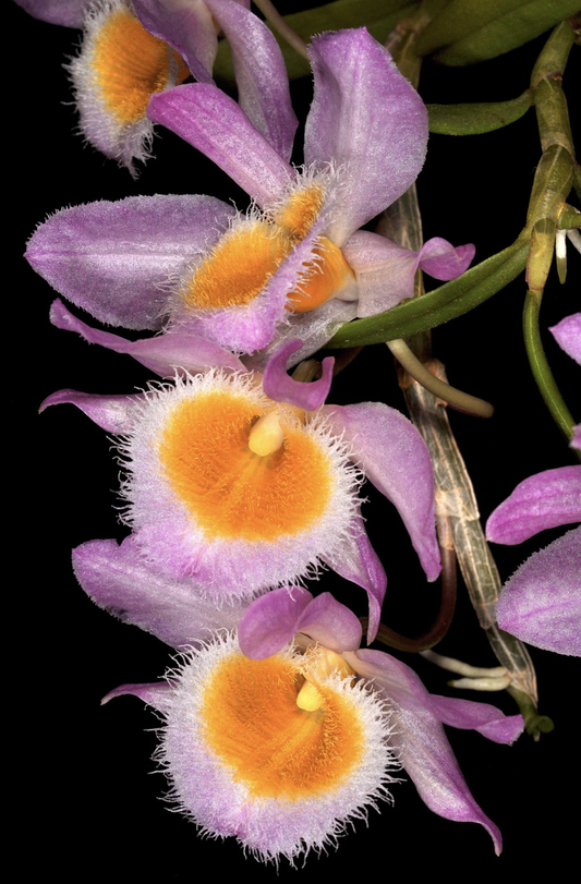 Dendrobium loddigesii