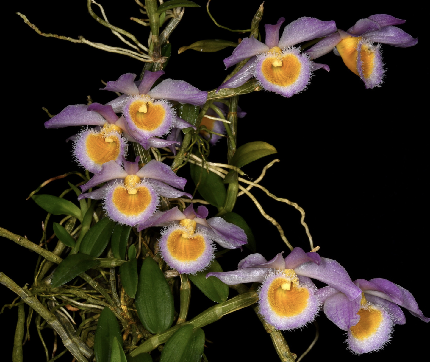 Dendrobium loddigesii