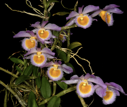 Dendrobium loddigesii