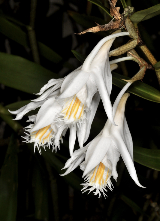 Dendrobium longicornu