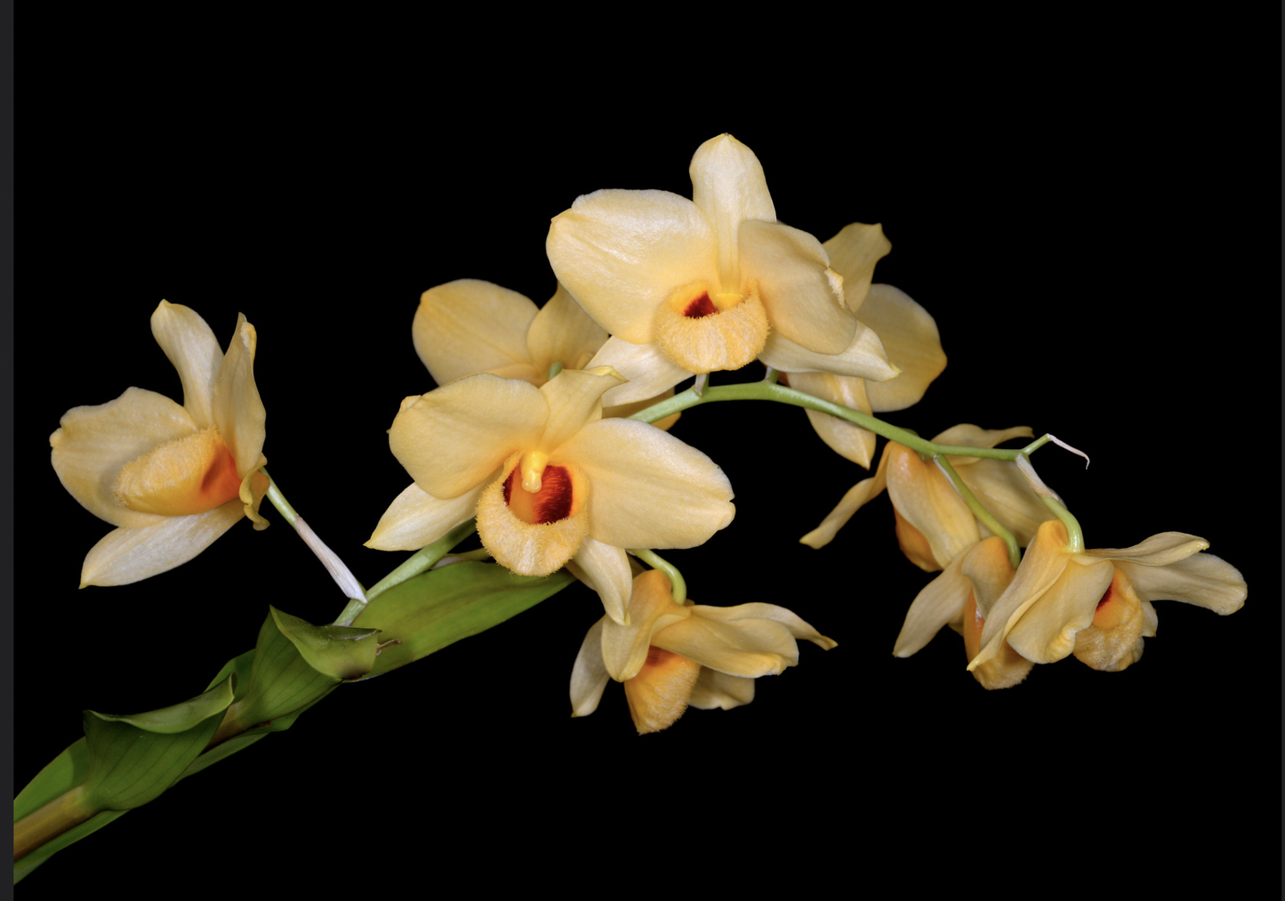 Dendrobium moschatum