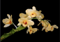 Dendrobium moschatum