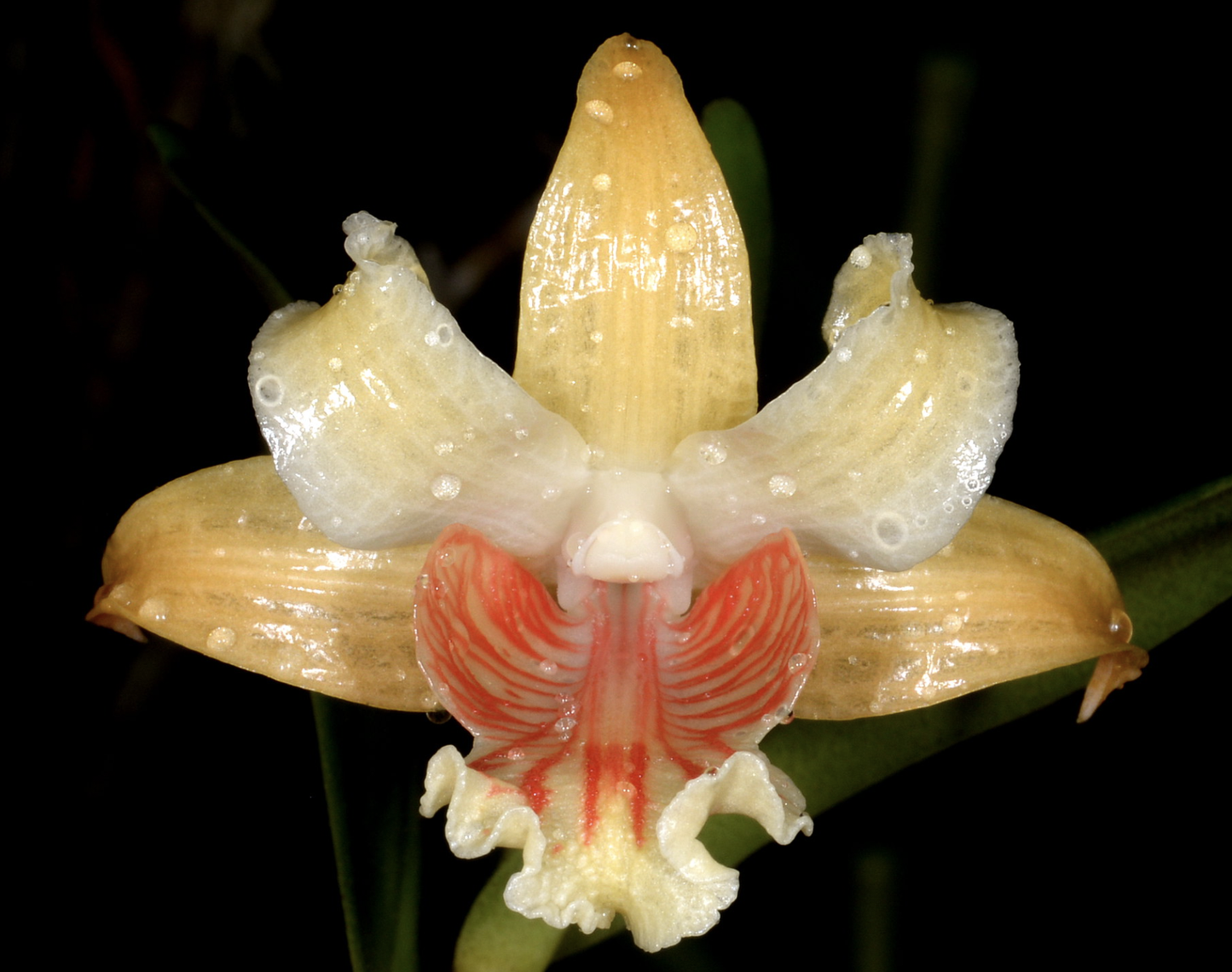 Dendrobium ochraceum