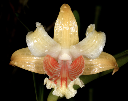 Dendrobium ochraceum