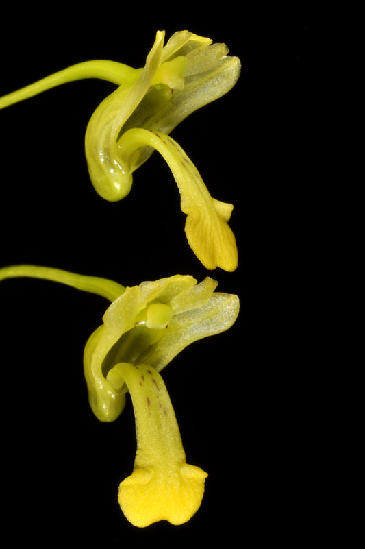 Dendrobium parcum