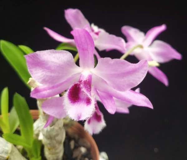 Dendrobium parishii