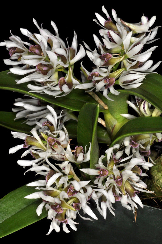 Dendrobium peguanum