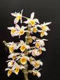 Dendrobium pendulum 