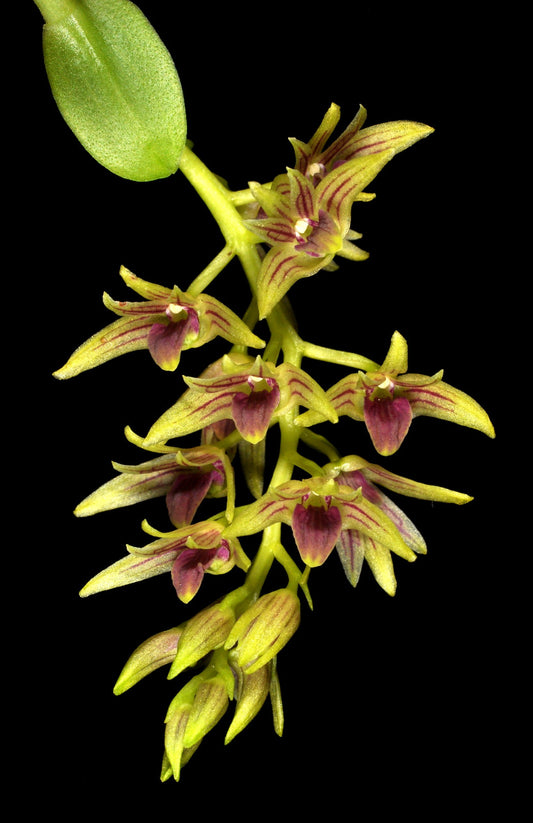 Dendrobium porphyrochilum