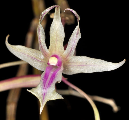 Dendrobium rantii