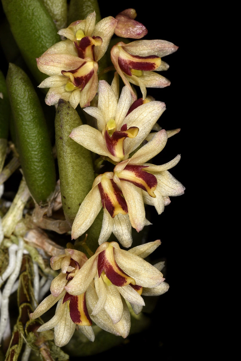 Dendrobium desmotrichoides