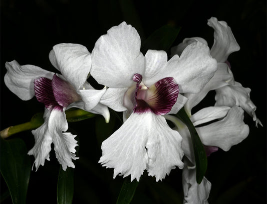 Dendrobium sanderae