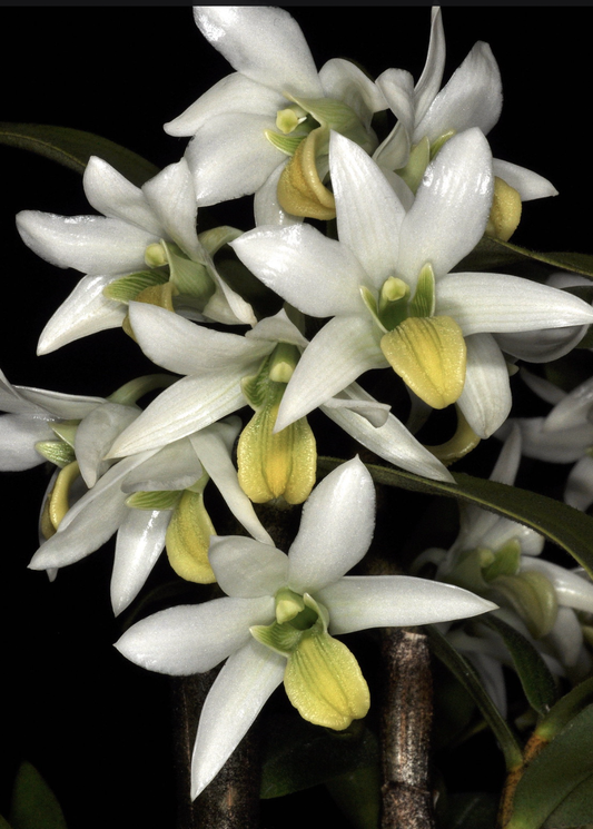 Dendrobium scabrilingue