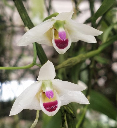 Dendrobium scoriarum