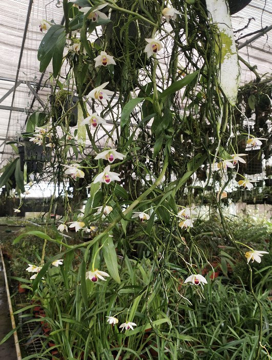 Dendrobium scoriarum