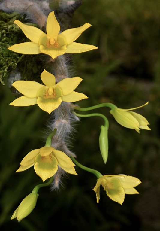 Dendrobium senile