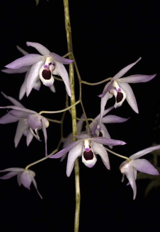 Dendrobium shixingense