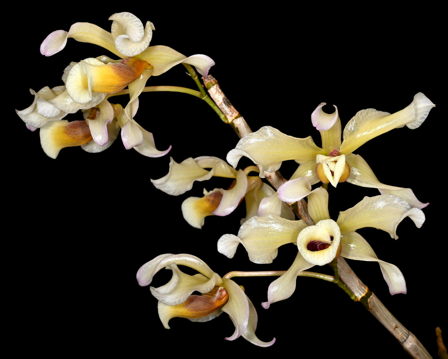 Dendrobium signatum