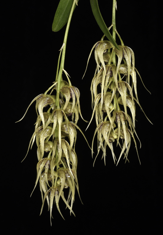 Dendrobium strongylanthum