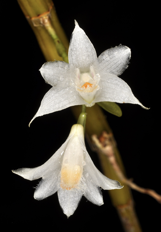 Dendrobium stuposum