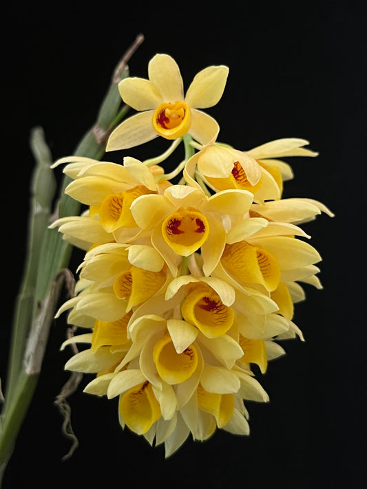 Dendrobium sulcatum