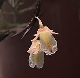 Dendrobium terminale