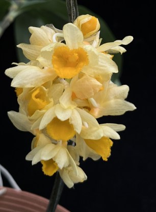 Dendrobium thyrsiflorum