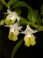 Dendrobium trinervium