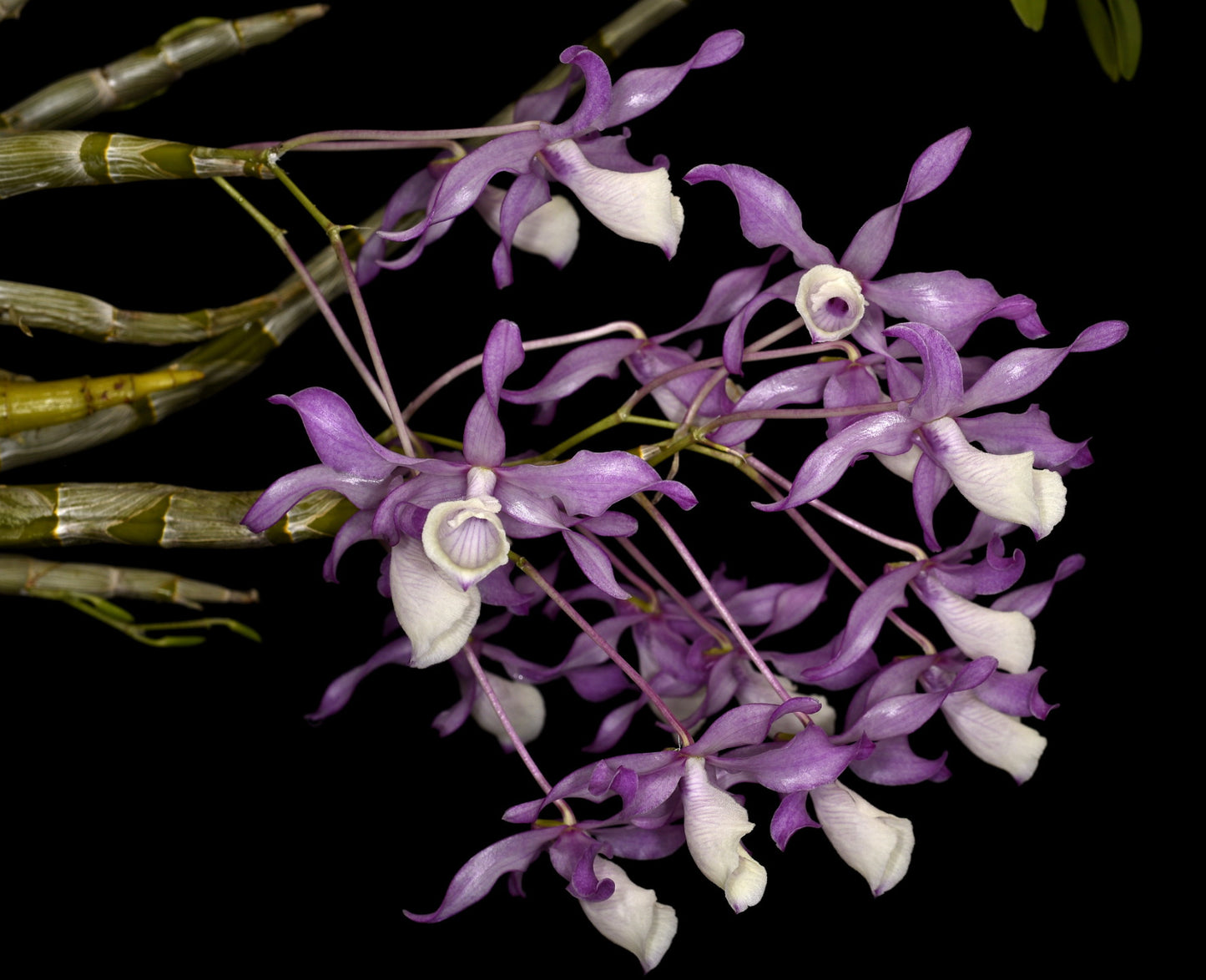 Dendrobium tortile