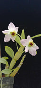 Dendrobium trantuanii