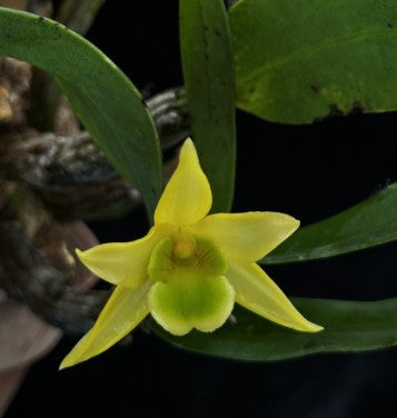 Dendrobium trigonopus