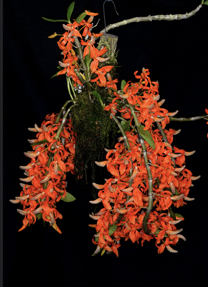 Dendrobium unicum